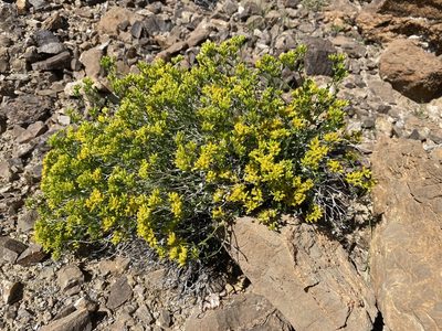 Amphipappus fremontii, photographed by Matt Berger