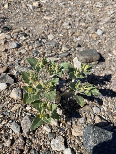 Mentzelia reflexa, photographed by Matt Berger