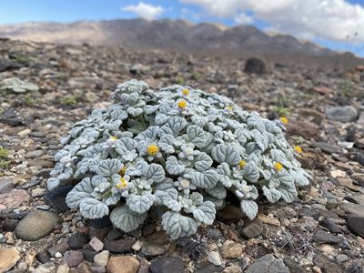 Psathyrotes ramosissima, photographed by Matt Berger