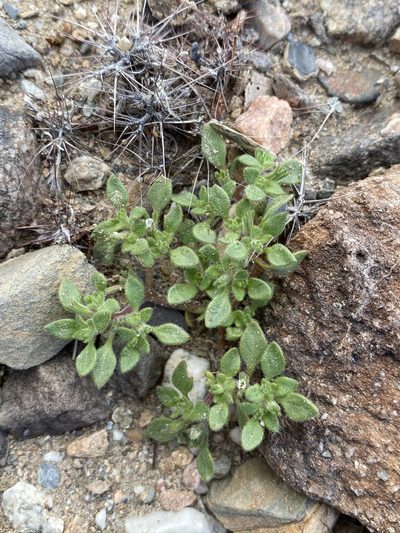 Nama pusilla, photographed by Matt Berger