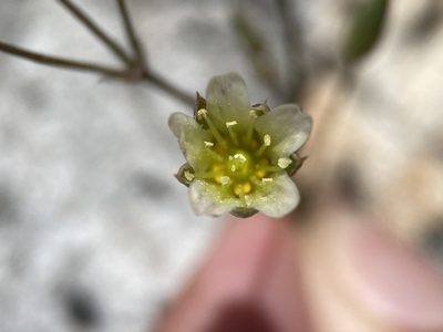 Eremogone macradenia, photographed by Matt Berger