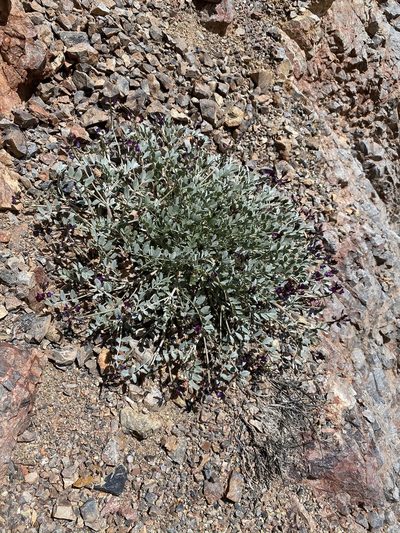 Astragalus mohavensis, photographed by Matt Berger