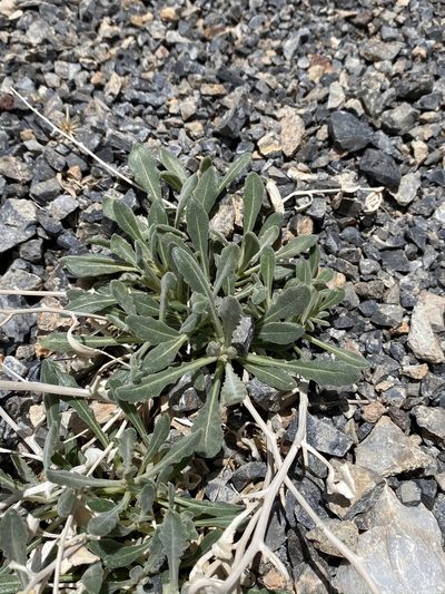 Mentzelia oreophila, photographed by Matt Berger