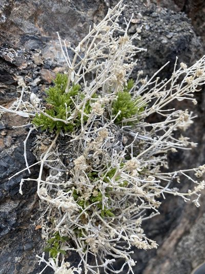 Scopulophila rixfordii, photographed by Matt Berger
