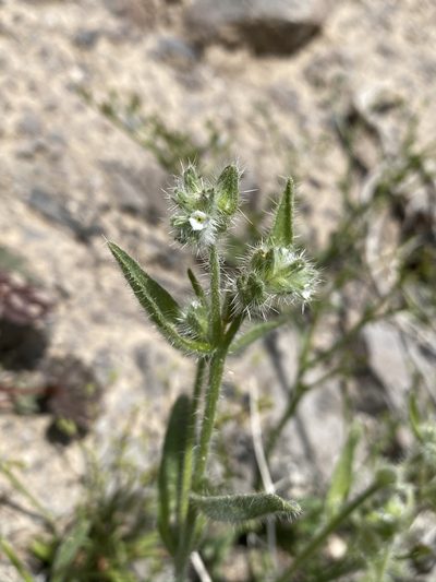 Simpsonanthus jonesii, photographed by Matt Berger