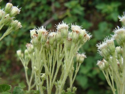 Ageratina pichinchensis