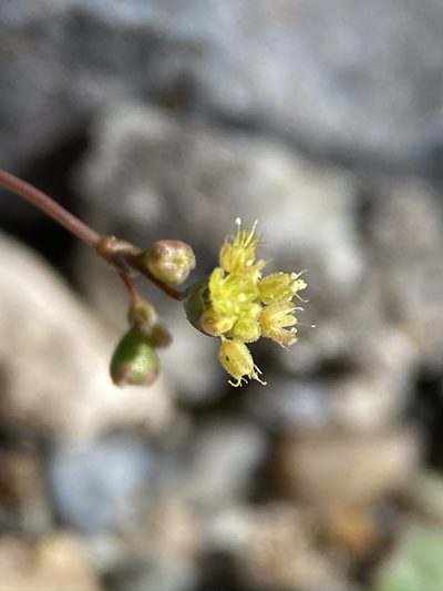 Eriogonum reniforme, photographed by Matt Berger