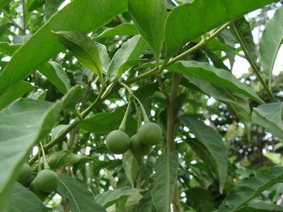Solanum aphyodendron, photographed by Alexis López Hernández