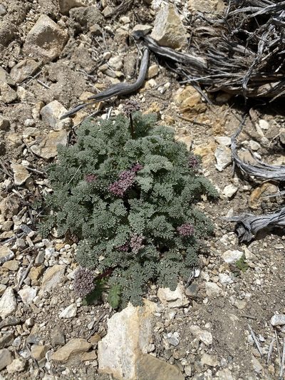 Cymopterus aboriginum, photographed by Matt Berger