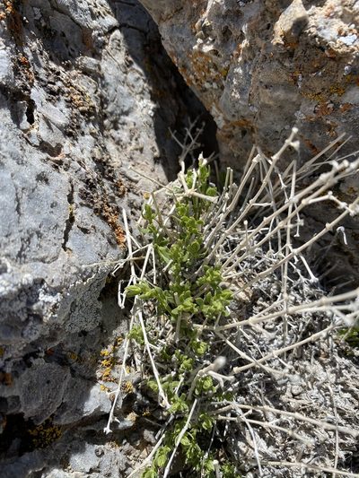 Scopulophila rixfordii, photographed by Matt Berger
