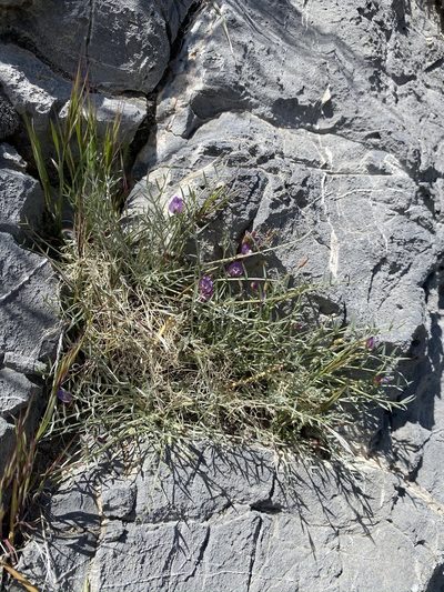 Astragalus panamintensis, photographed by Matt Berger