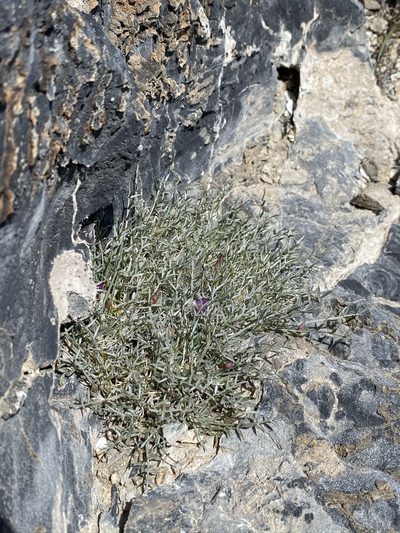 Astragalus panamintensis, photographed by Matt Berger