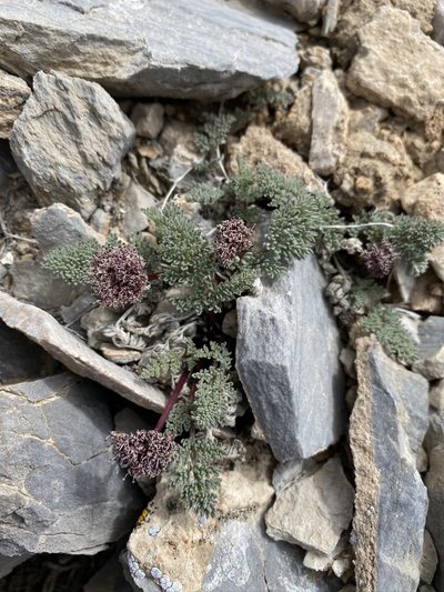 Cymopterus aboriginum, photographed by Matt Berger