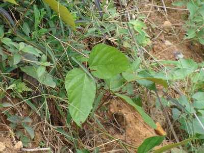Mucuna argyrophylla, photographed by Alexis López Hernández