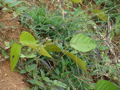 Mucuna argyrophylla, photographed by Alexis López Hernández