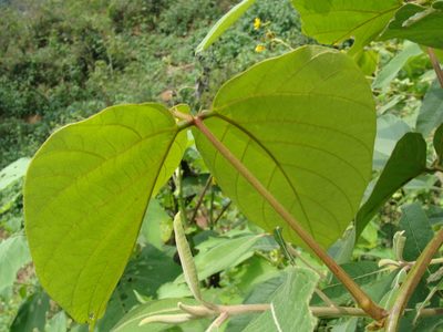 Mucuna argyrophylla, photographed by Alexis López Hernández