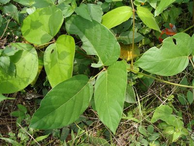 Mucuna argyrophylla, photographed by Alexis López Hernández