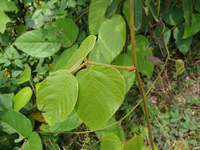 Mucuna argyrophylla, photographed by Alexis López Hernández
