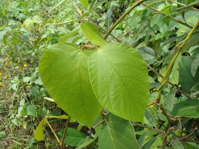 Mucuna argyrophylla, photographed by Alexis López Hernández