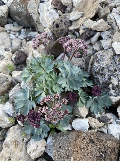 Cymopterus gilmanii, photographed by Matt Berger