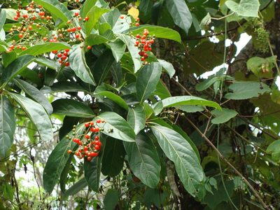 Cordia collococca, photographed by Alexis López Hernández