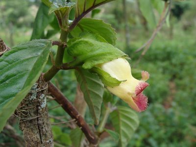 Drymonia serrulata, photographed by Alexis López Hernández