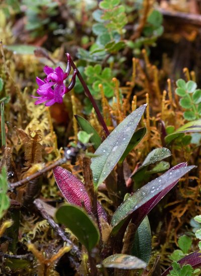 Epidendrum becerrae, photographed by Thibaud Aronson