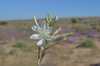Hesperocallis undulata, photographed by Mike Heine