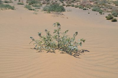 Dicoria canescens, photographed by Mike Heine