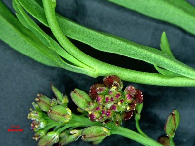 Lepidium africanum, photographed by Jerry Cooper