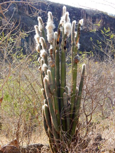 Pilosocereus alensis, photographed by Norma Piedra