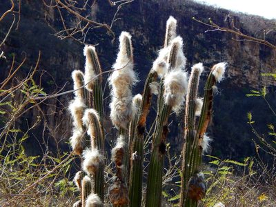 Pilosocereus alensis, photographed by Norma Piedra