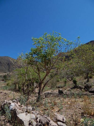 Tabernaemontana tomentosa, photographed by Norma Piedra