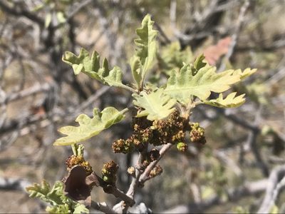 Quercus welshii, photographed by Robbie Hannawacker
