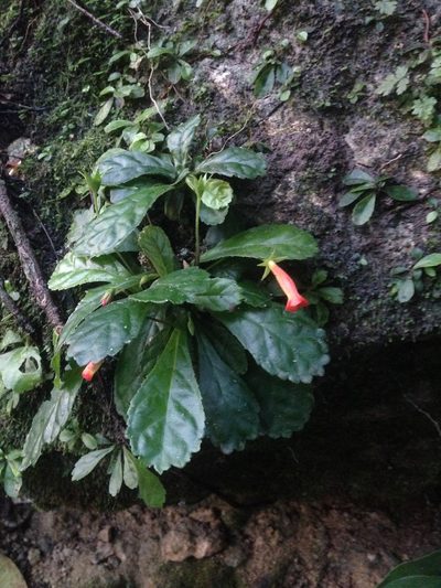 Gesneria cuneifolia, photographed by Adam J. Searcy