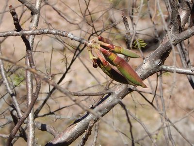 Pseudobombax ellipticum, photographed by Norma Piedra