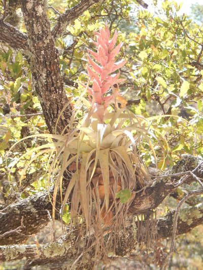 Tillandsia bourgaei, photographed by Norma Piedra