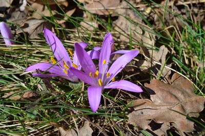 Colchicum bulbocodium, photographed by Jason Grant