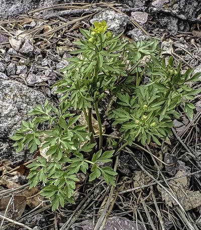 Cyrtorhyncha ranunculina, photographed by Craig Martin