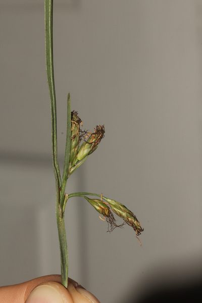 Schoenoplectus etuberculatus, photographed by Scott Ward