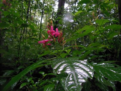 Lepidagathis chiapensis, photographed by Neptalí Ramírez Marcial