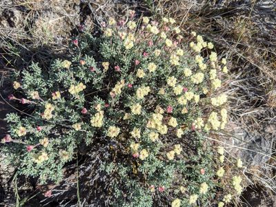 Eriogonum thymoides, photographed by José Garrido