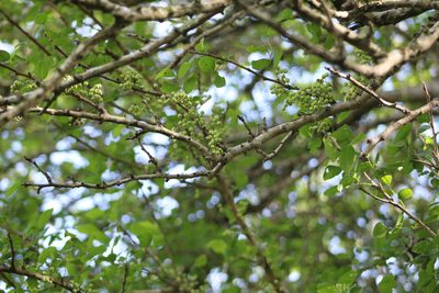 Phyllanthus chacoensis, photographed by demianlescano