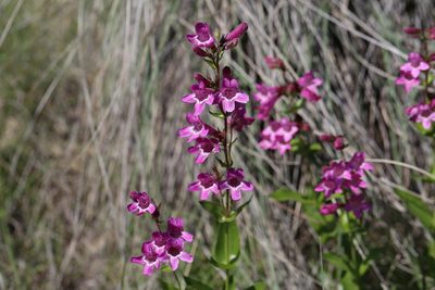Penstemon triflorus, photographed by Nick Loveland