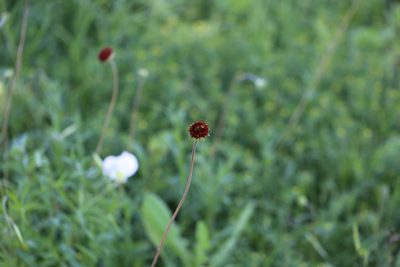 Gaillardia suavis, photographed by Nick Loveland