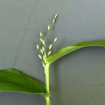 Dichanthelium latifolium, photographed by Bill Sheehan