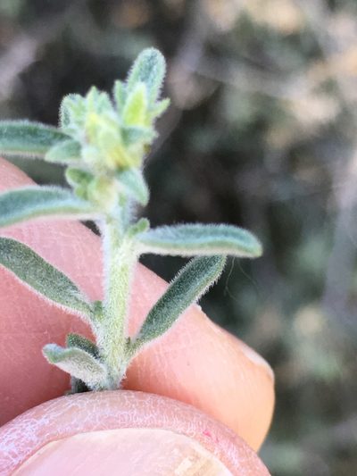Brickellia frutescens, photographed by W. Terry Hunefeld