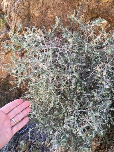Brickellia frutescens, photographed by W. Terry Hunefeld