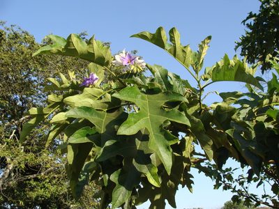 Solanum wrightii, photographed by Alexis López Hernández