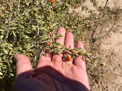 Lycium exsertum, photographed by CK2AZ